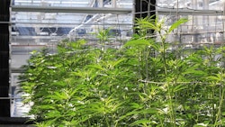 Vera Cultivation 118