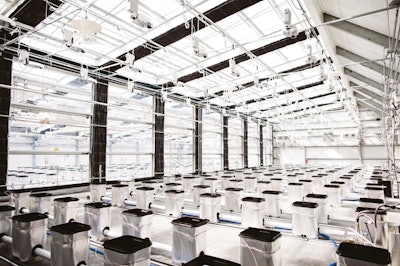 Vera Cultivation 21 Fmt