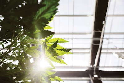 Vera Cultivation 96 Fmt