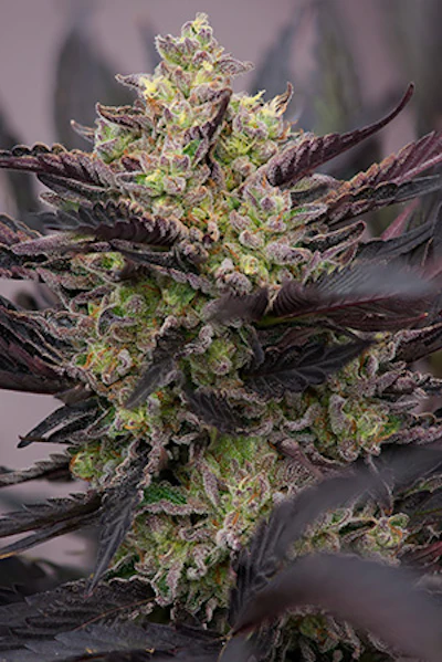 Black Royal Resized