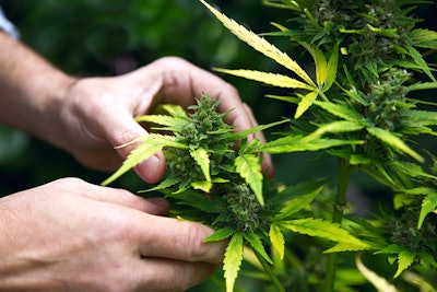 Cannabis Hand