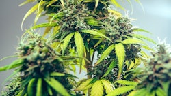 Cannabis Iarygin Andrii