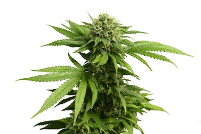 Cannabis Plant2