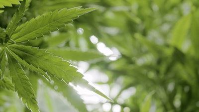 Cannabis Plants Adobe Stock Credit Cascade Creatives Resized