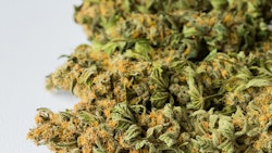 Dried Marijuana Adobe Stock Credit Sunshine Seeds Resized
