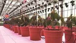 Drip System Close Up