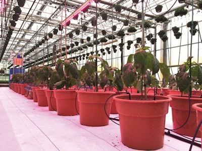 Drip System Close Up Fmt