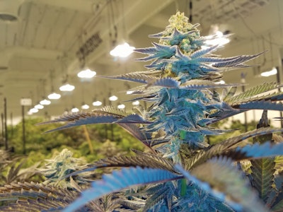 Grow Industries2 Fmt