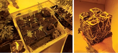 Growing Medida Fmt
