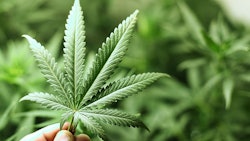 Hand Holding Marijuana Leaf Adobe Stock Credit Yellowj Resized