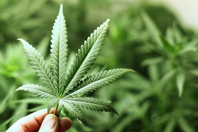 Hand Holding Marijuana Leaf Adobe Stock Credit Yellowj Resized