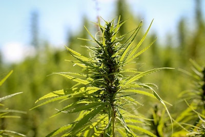 Hemp1