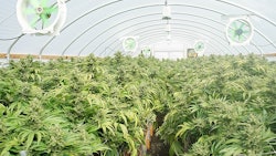 Marijuana Grow Adobe Stock Credit Cascade Creatives Resized