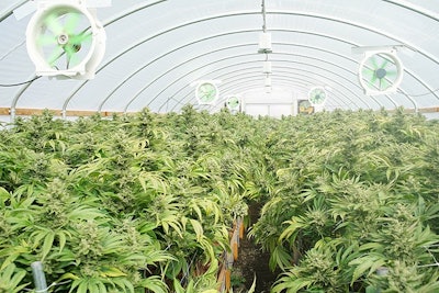 Marijuana Grow Adobe Stock Credit Cascade Creatives Resized
