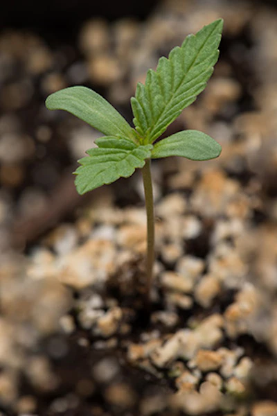 Seedling Resized