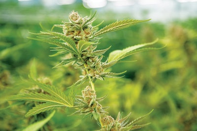 2019 Brandon Tigrett Commercial Photographer Cannabis Business Times Harvest Inc 175 00002 Fmt
