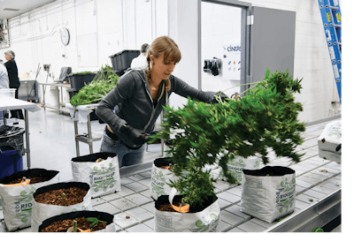 2019 Brandon Tigrett Commercial Photographer Cannabis Business Times Harvest Inc 184 00007 Fmt
