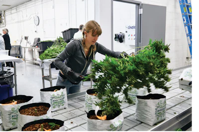 2019 Brandon Tigrett Commercial Photographer Cannabis Business Times Harvest Inc 184 00007 Fmt