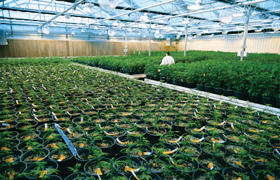 2019 Brandon Tigrett Commercial Photographer Cannabis Business Times Harvest Inc 62 00020 Fmt