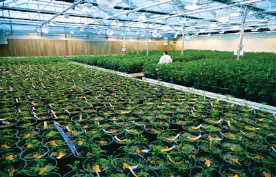 2019 Brandon Tigrett Commercial Photographer Cannabis Business Times Harvest Inc 62 00020 Fmt