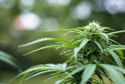 Cannabis Encierro