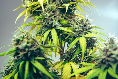 Cannabis Iarygin Andrii