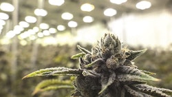 Cannabis Openrangestock2