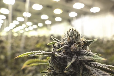 Cannabis Openrangestock2
