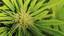 Cannabis Plant1