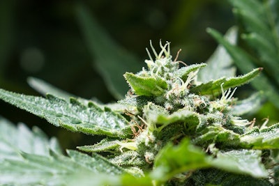 Cannabis Wollertz