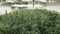 Cannabis Growing Indoors Adobe Stock Credit The Colonel Resized