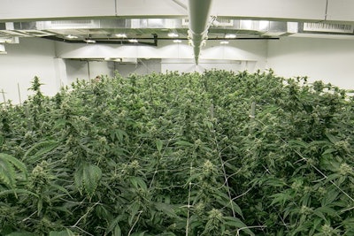 Cannabis Growing Indoors Adobe Stock Credit The Colonel Resized