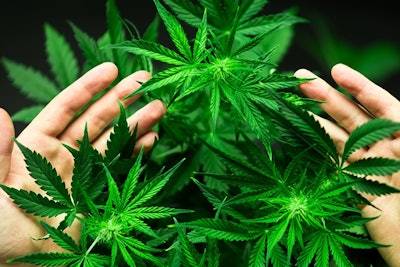 Cannabis Plants Hands Adobe Stock Credit Cendeced Resized