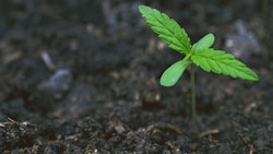 Cannabis Seedling Adobe Stock Credit Getsaraporn Resized