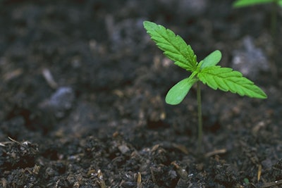 Cannabis Seedling Adobe Stock Credit Getsaraporn Resized