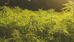 Hemp Jessicahyde