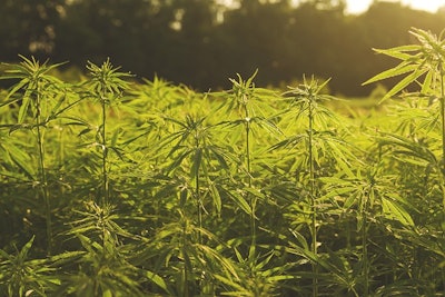 Hemp Jessicahyde