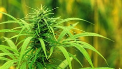 Hemp11