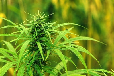 Hemp11
