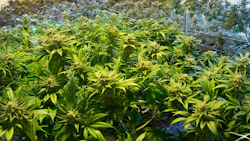 Indoor2