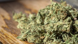 Marijuana Buds Adobe Stock Credit Best Stock Foto Resized