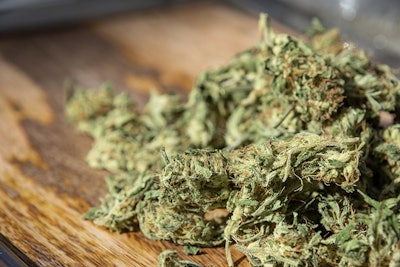 Marijuana Buds Adobe Stock Credit Best Stock Foto Resized
