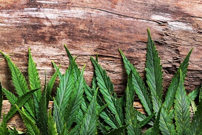 Marijuana Leaves On Wood Adobe Stock Credit Yeko Photo Studio Resized