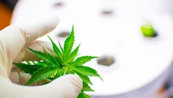 Medical Marijuana Research Adobe Stock Credit Konstiantyn Zapylaie Resized