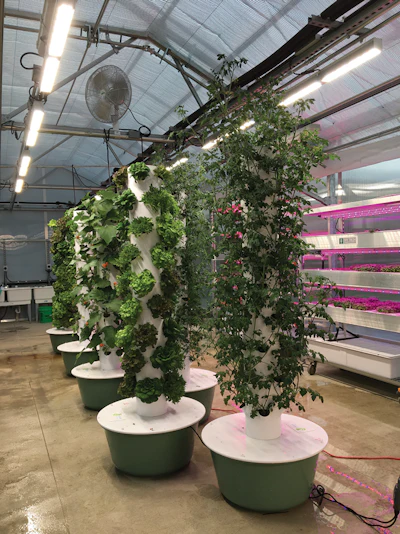 Tower Gardens Fmt