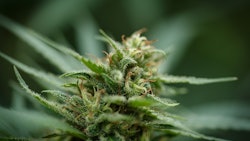 Cannabis Plant