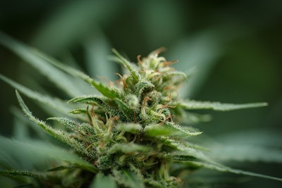 Cannabis Plant