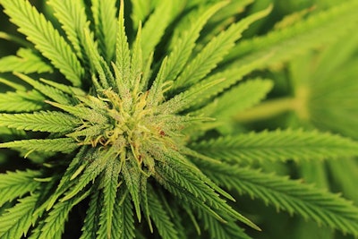 Cannabis Plant1