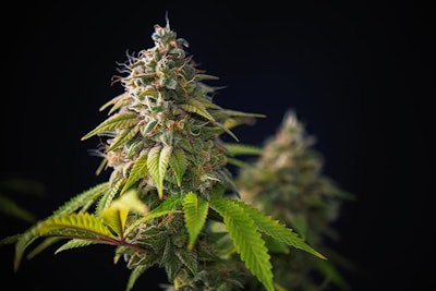 Cannabis3