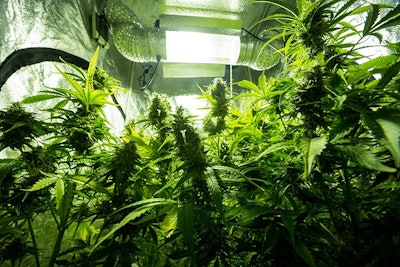 Cannabis Growing Indoors Adobe Stock Credit Aleksander Kamasi Resized